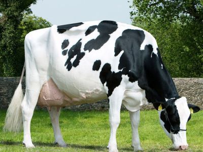 Элитный скот. Фото: fermerville.ru Элитный скот. Фото: fermerville.ru